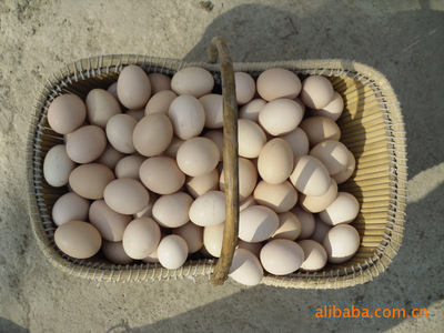 優質散養雞蛋 天然健康的營養選擇