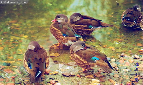 鴛鴦之美 原創攝影捕捉家禽家畜的靈動瞬間