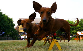 親子度假休閑，長鹿農莊樂無限