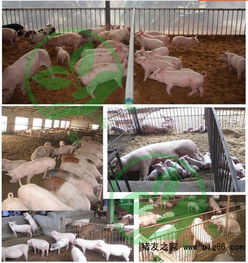 發(fā)酵床養(yǎng)殖技術 養(yǎng)豬與家禽家畜的制作方法與菌種選購指南